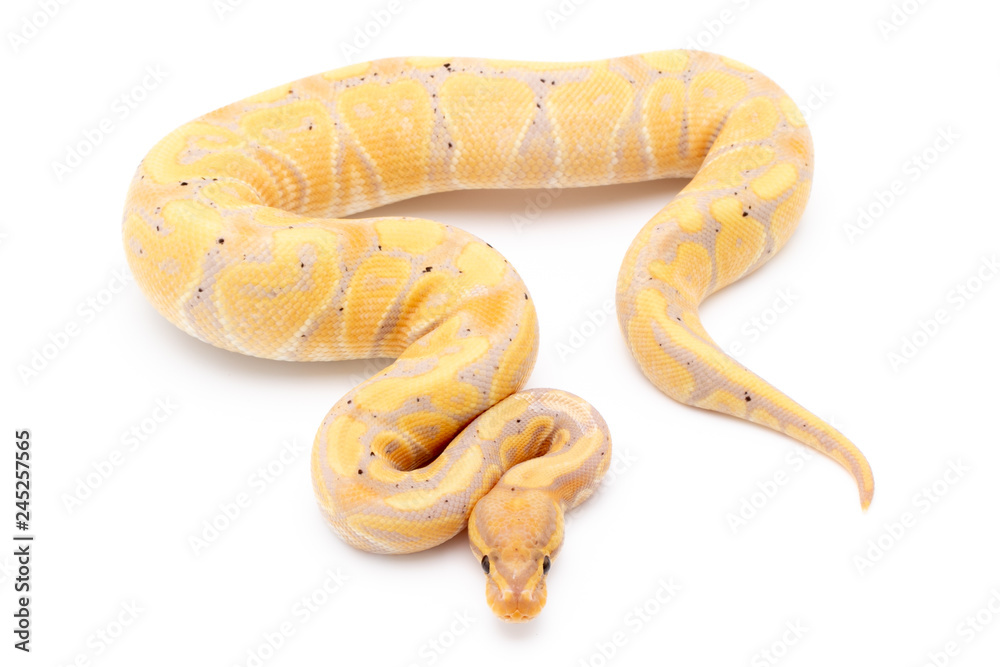 Obraz premium Ball Python Snake Reptile Isolated on White Background