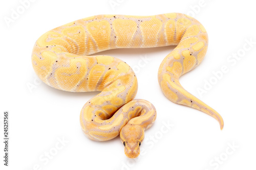 Ball Python Snake Reptile Isolated on White Background