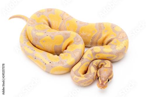 Ball Python Snake Reptile Isolated on White Background