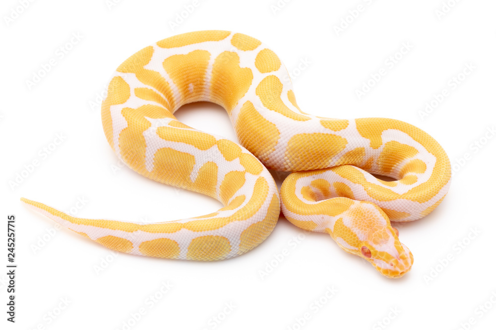 Naklejka premium Ball Python Snake Reptile Isolated on White Background