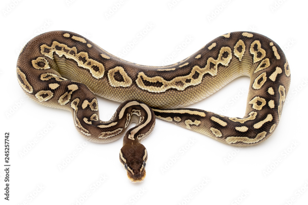 Ball Python Snake Reptile Isolated on White Background Ball Python Snake Reptile Isolated on White Background