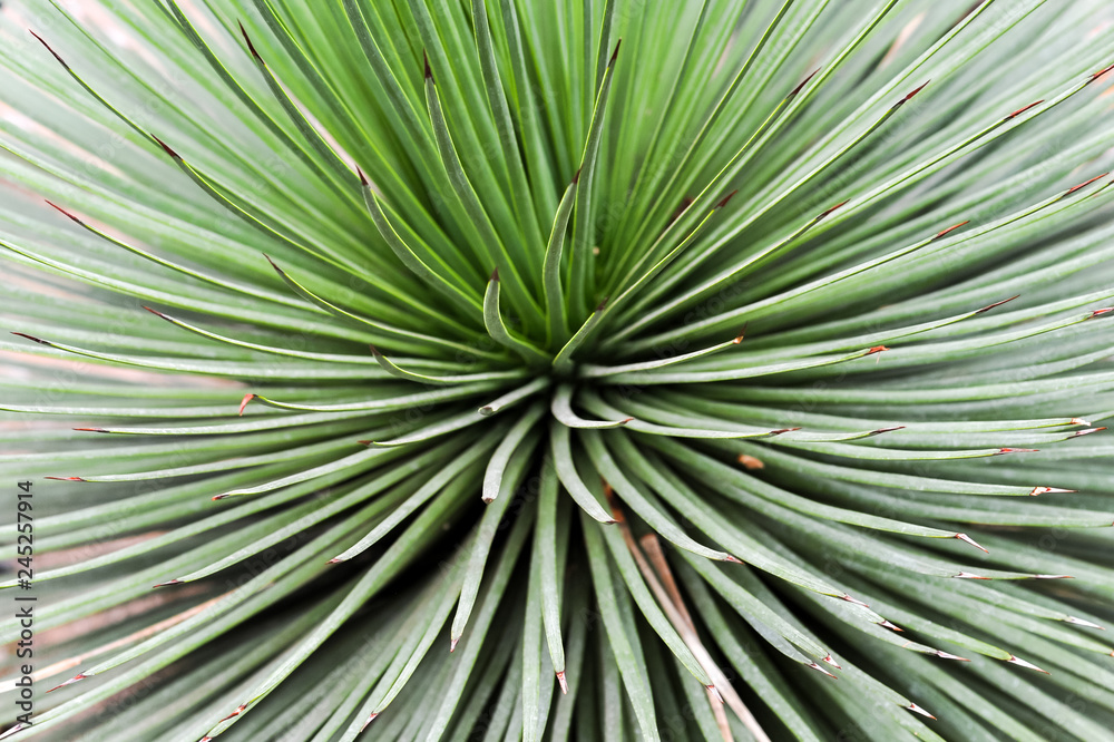 Abstract green plant with red tips Abstract green plant with red tips
