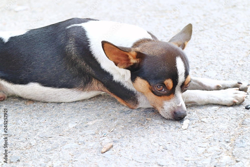 Chihuahua dog on the road Chihuahua dog on the road