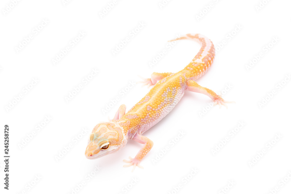 Leopard Gecko Lizard Reptile isolated white background