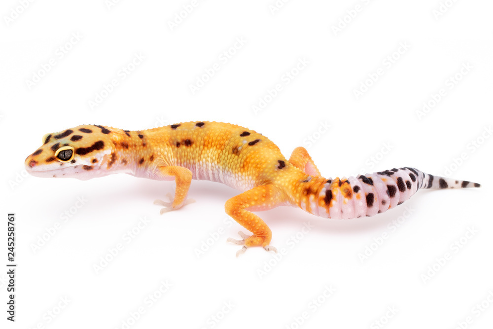 Leopard Gecko Lizard Reptile isolated white background Leopard Gecko Lizard Reptile isolated white background