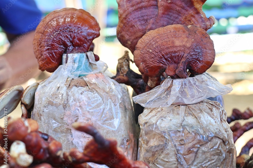 Ganoderma lucidum in farm