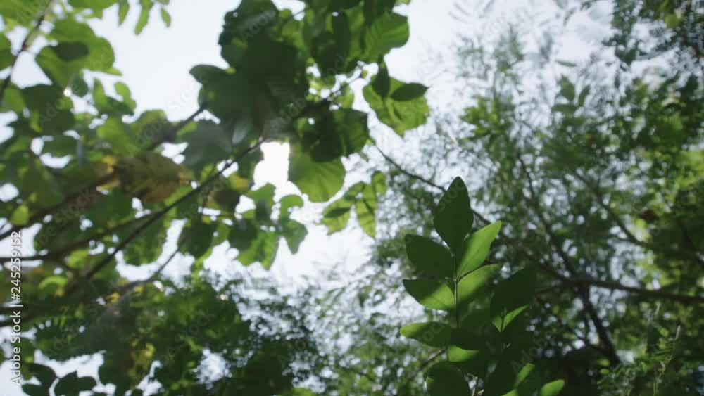 Slow Motion Lens Flare Through Tree Leaves Slow Motion Lens Flare Through Tree Leaves