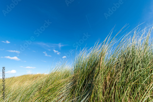 Grass and sky