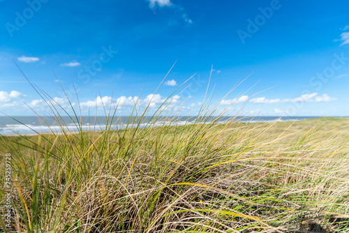 Grass on sand dunes at the beach