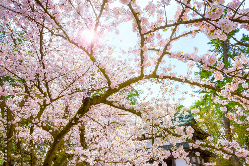 Full bloom Sakura - Cherry Blossom at Hirosaki park, in Japan Full bloom Sakura - Cherry Blossom at Hirosaki park, in Japan