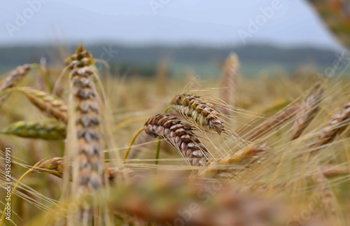 Ears of wheat (lat. Tríticum aestívum). Close-up.