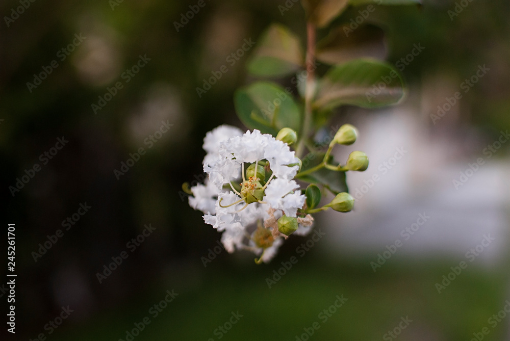 white flower in garden white flower in garden