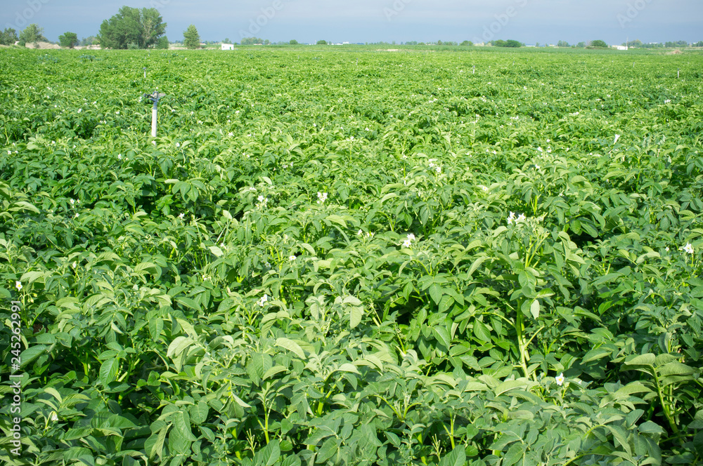 Potato field in bloom irrigated by water sprinklers