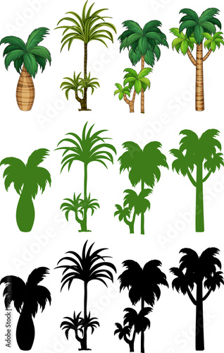Set of palm tree design