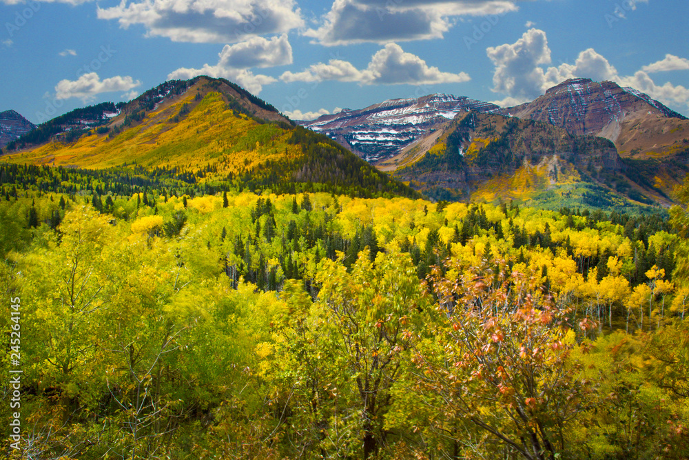 Autumn Leaves in Utah by Skip Weeks