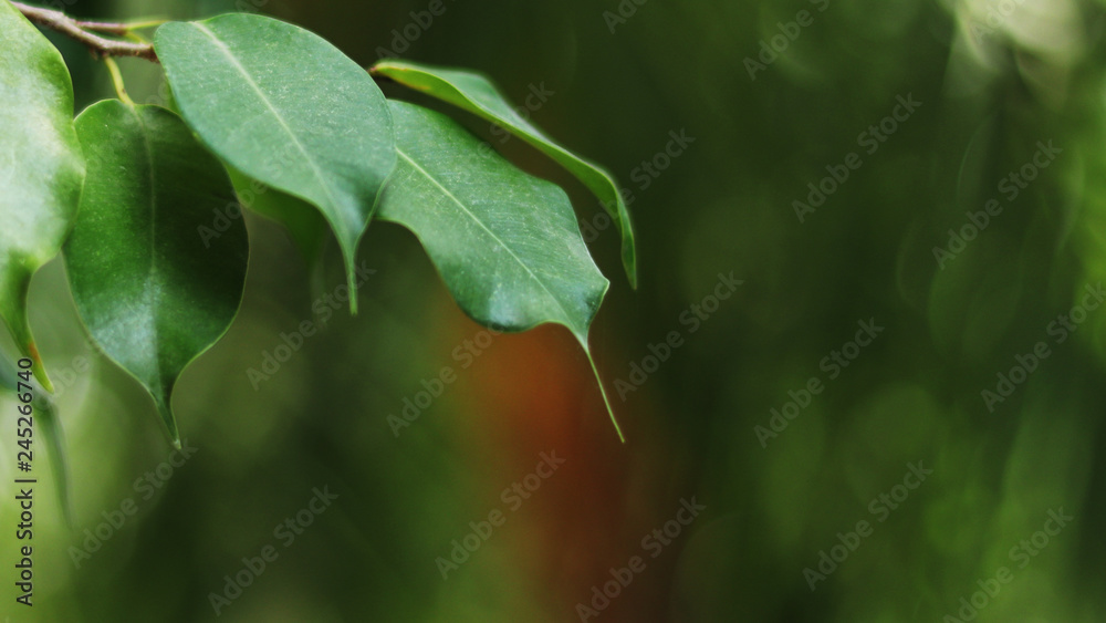 A fresh leaf background