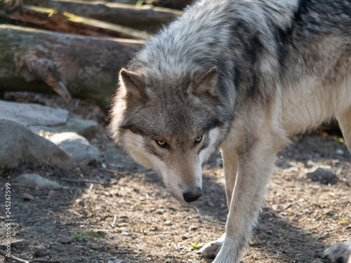 Wolf stare