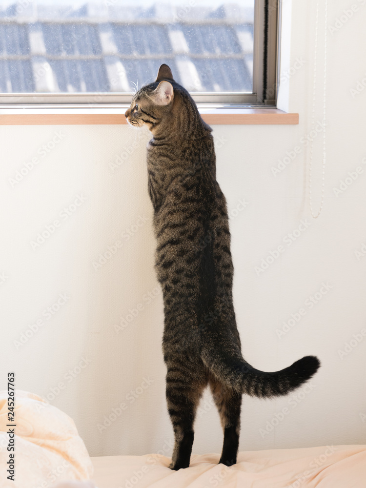 Naklejka premium ネコ