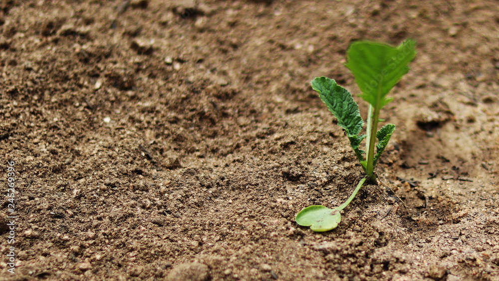 Grow young buds Grow young buds