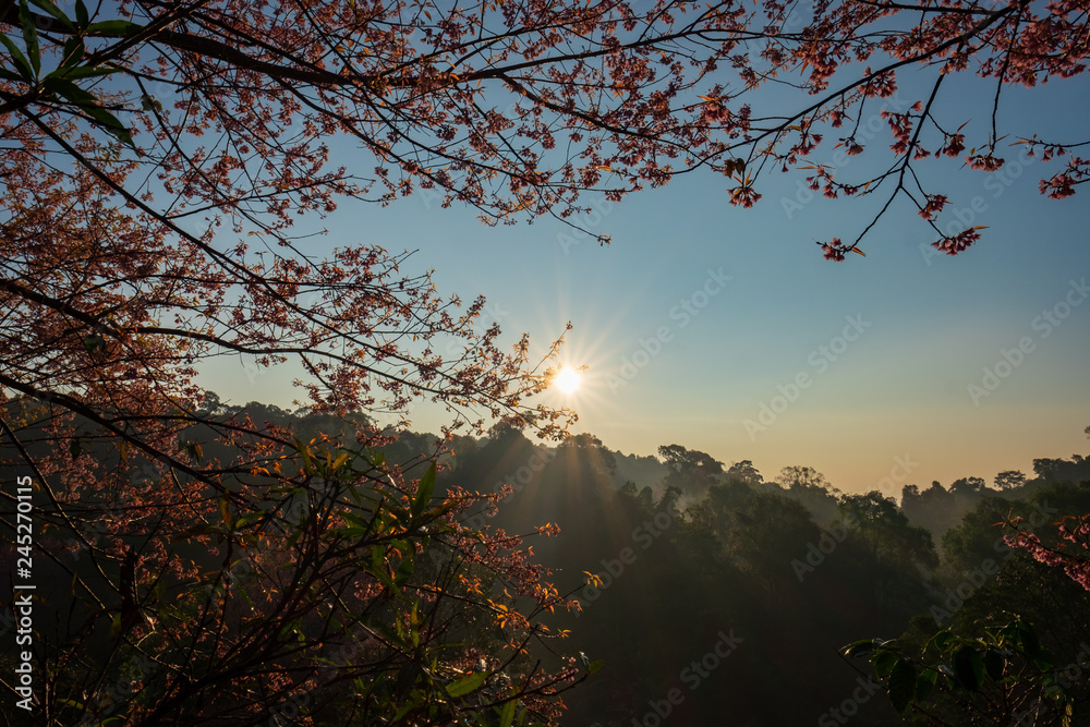 Fototapeta premium Morning view of pink tree with the sunshine.