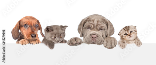 Group of cats and dogs above empty white banner. isolated on white background. Empty space for text