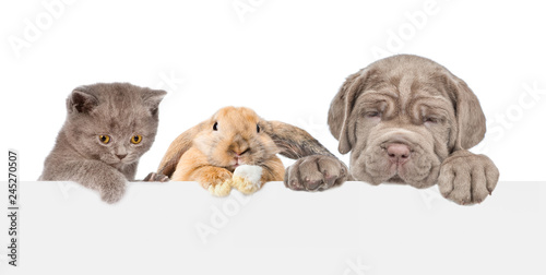 Group of pets  above empty white banner. isolated on white background. Empty space for text