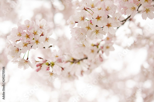 桜の花　   © tamayura39