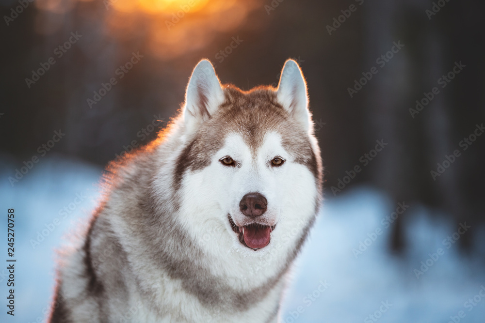Cute, lovely and happy siberian Husky dog sitting on the snow in winter fairy forest at golden sunset Cute, lovely and happy siberian Husky dog sitting on the snow in winter fairy forest at golden sunset