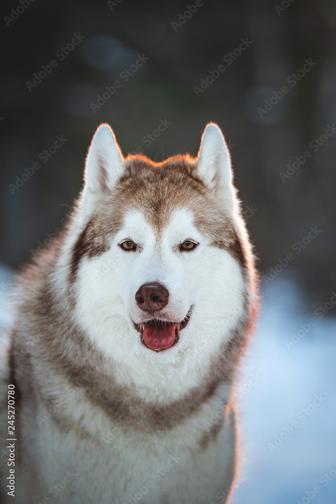 Adorable, beautiful and happy siberian Husky dog sitting on the snow in winter fairy forest at golden sunset