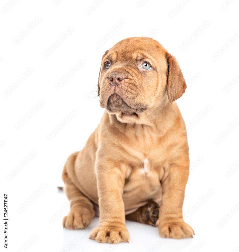 Neapolitana mastino puppy looking up. isolated on white background