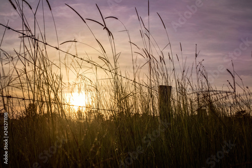 Sunset through weeds and barbed wire fence  rural property  Queensland  Australia