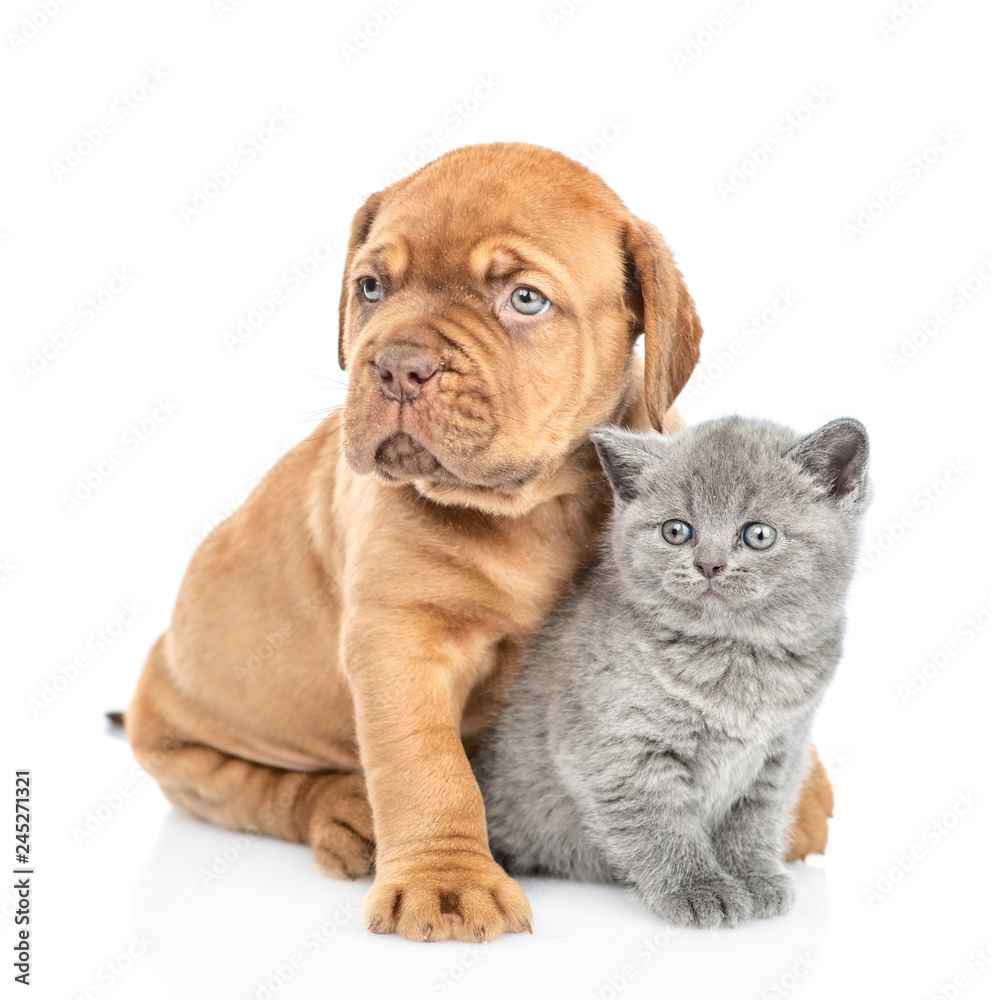 Mastiff puppy hugging gray kitten. isolated on white background