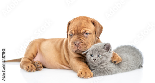 Fototapeta Naklejka Na Ścianę i Meble -  Cute mastiff puppy embracing kitten. isolated on white background