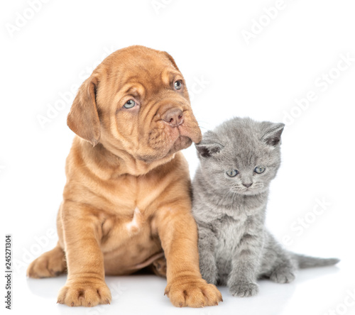 Mastino Neapolitano puppy sitting with tiny kitten in front view and looking at camera. isolated on white background
