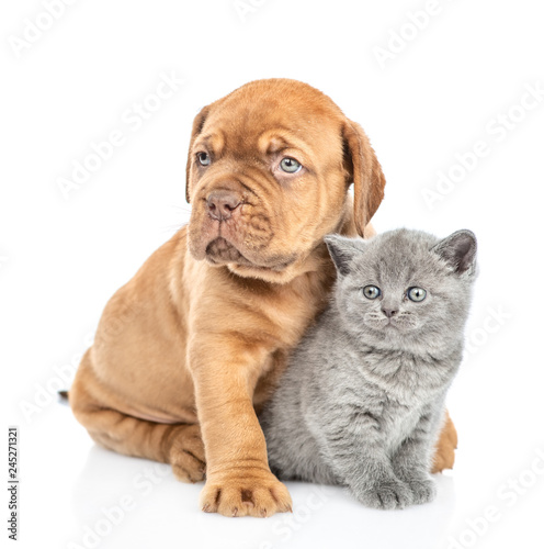 Mastiff puppy hugging gray kitten. isolated on white background