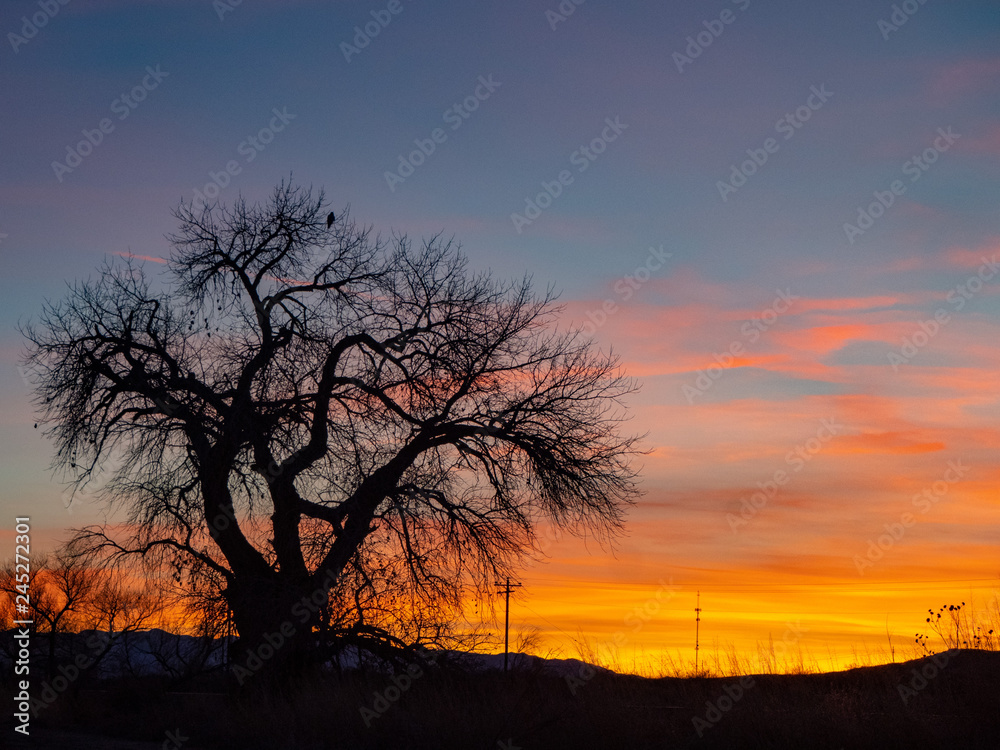 cottonwood sunset