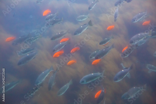 Assorted fish and Garibaldi swim in the cold blue water of Avalon Harbor on Catalina Island