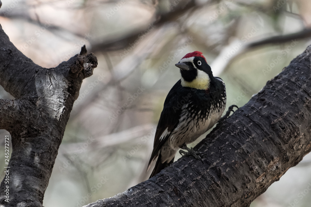 Fototapeta premium An acorn woodpecker stares intently from a tree in Madera Canyon, Arizona