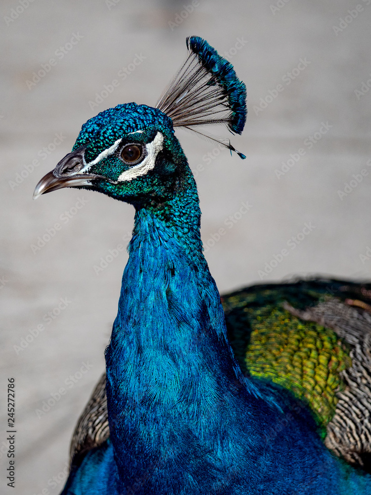 Obraz premium peacock 5