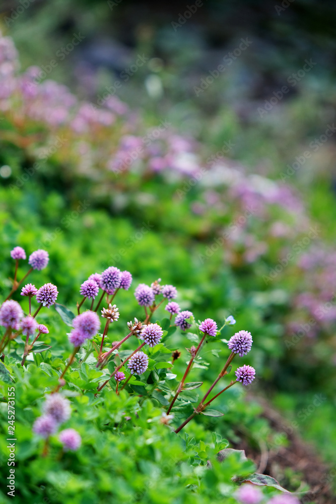 Obraz premium purple flower in the garden