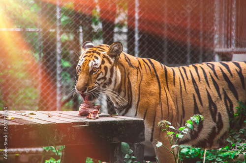 The tiger  eating a piece of meat in the cage with the orange light  background