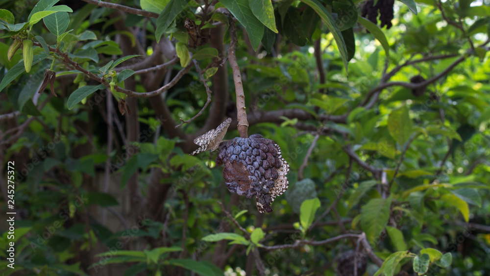 Fototapeta premium Butterflies on dry fruit