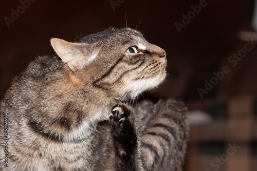 Pat Cat
