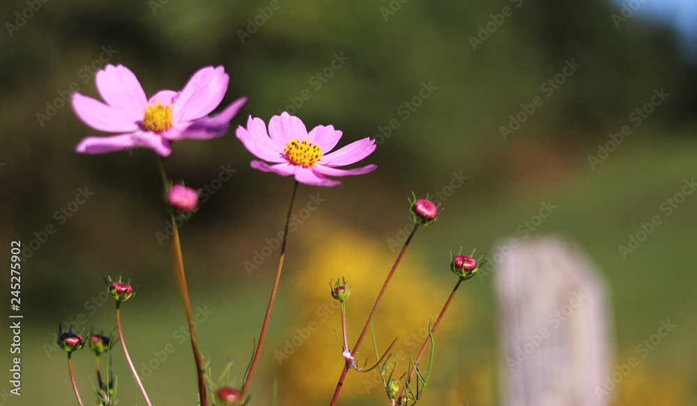 Cosmos are in full bloom