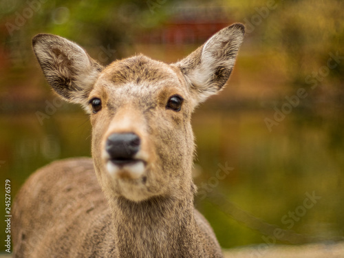 Deer face in close up with blurry background. Taken at Nara park Japan.