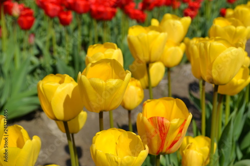 colorful tulips in the garden