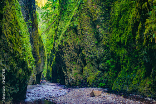 Mossy Canyon with River