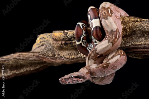 Boa constrictor (Boa constrictor constrictor) Suriname locality