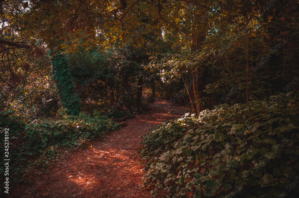 Fototapeta premium Red trail inside the forest of Villa Gesell