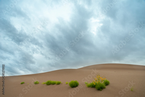 Sunflowers in Sand Dunes During Storm